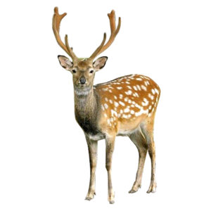 deer_PNG10185