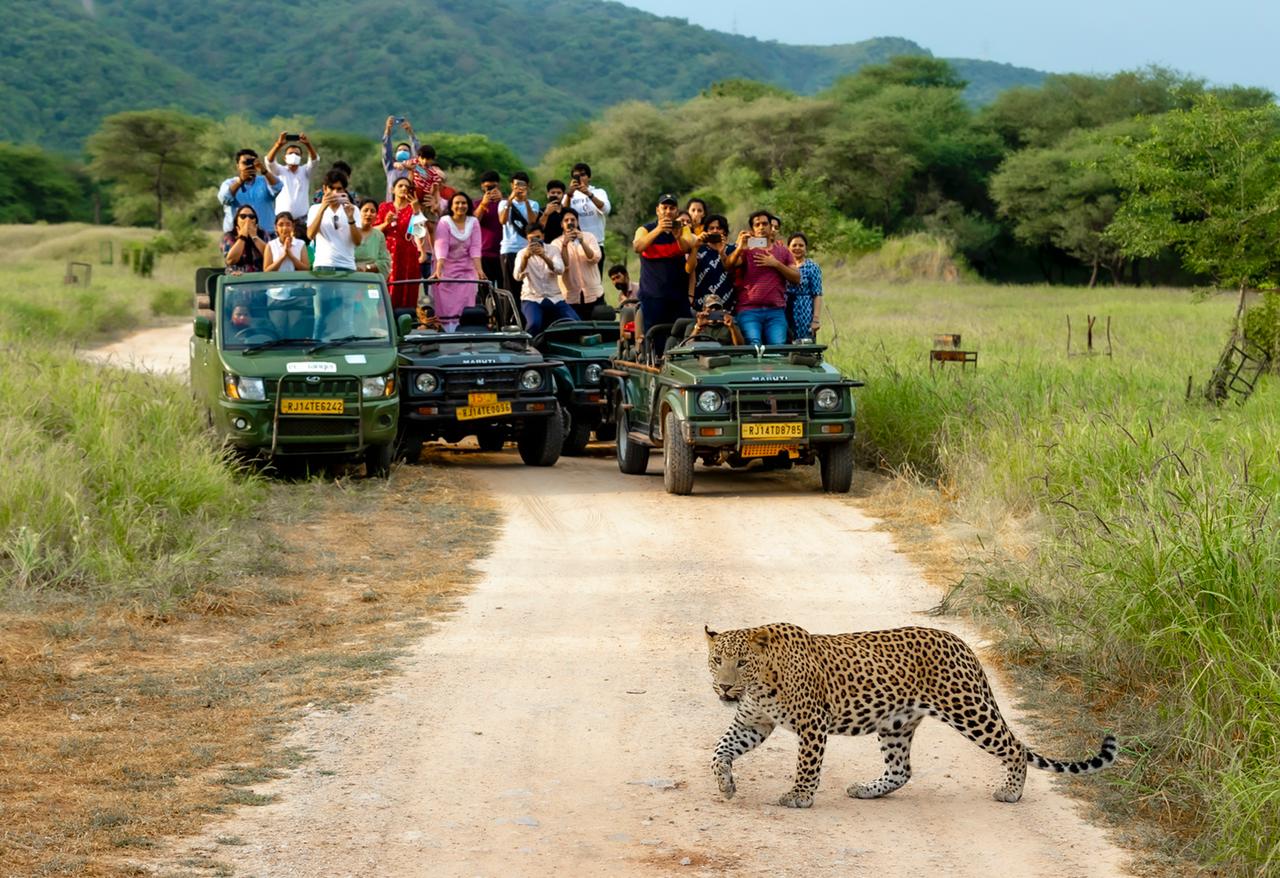 jhalana leopard safari online booking