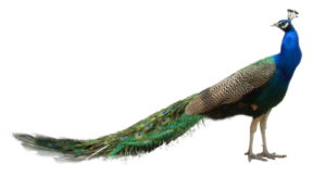 peacock-png-design-deviantart-2
