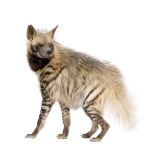 striped-hyena-hyaena-hyaena-6851478